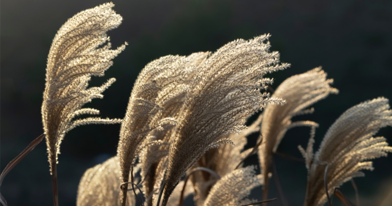 pampas grass